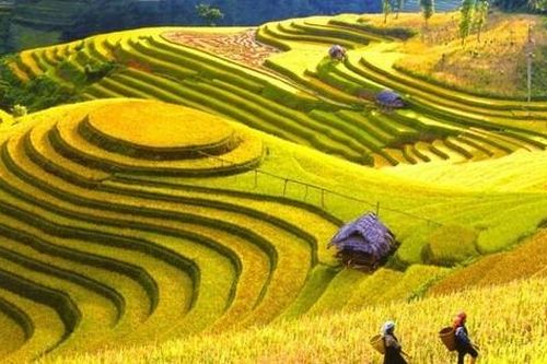 Mùa lúa chín rộ đẹp 'xỉu dọc xỉu ngang', đã đến lúc xách ba-lô đi Tây Bắc săn ảnh xịn mịn!