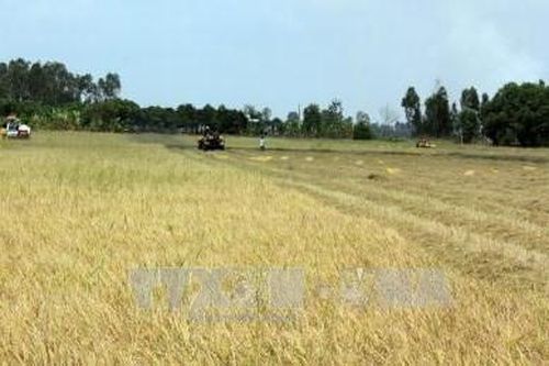 Thiếu nhiên liệu, máy gặt lúa 'đắp chiếu'