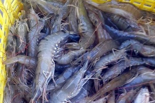 Thái Lan cho phép nhập khẩu tôm tươi