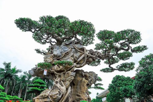 Loạt siêu cây cảnh hàng chục tỷ 'hội ngộ', đọ vẻ đồ sộ
