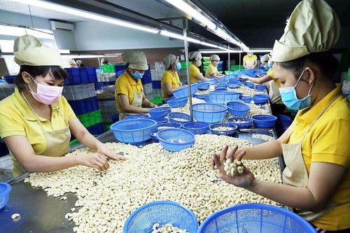Tiếp tục hạ mức dự báo xuất khẩu điều