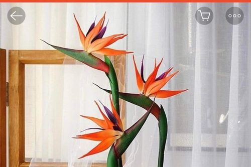 Giấc mơ thiên điểu!