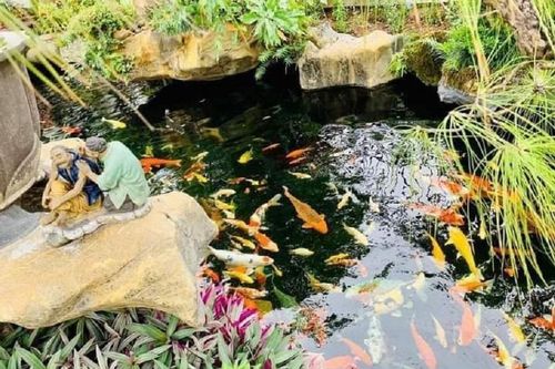 Vườn Nhật, cá koi - thú chơi tiền tỷ của nhà giàu Việt