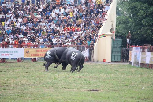 Thót tim những pha đấu đầu, cáng hầu của các 'ông trâu' Đồ Sơn
