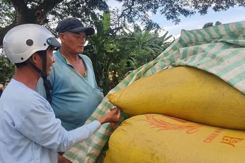 Doanh nghiệp bẻ kèo, 'cò lúa', nông dân khốn đốn