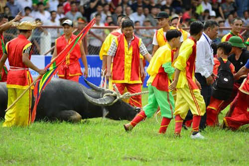 Không có việc trâu chọi bị tiêm thuốc kích thích ở Đồ Sơn