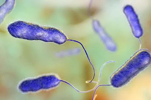 Argentina ghi nhận 5 trường hợp tử vong do nhiễm vi khuẩn Legionella