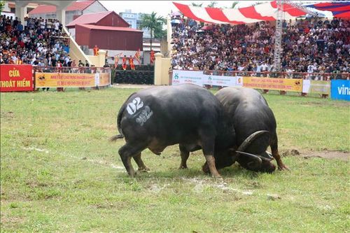 Hải Phòng: Không có việc trâu chọi bị tiêm thuốc kích thích