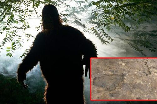 Đang dạo biển du khách 'kinh hồn bạt vía' vì chạm trán quái vật khổng lồ