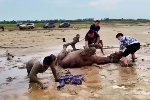 Chú ngựa mắc kẹt ở bùn lầy, nhóm du khách dùng ô tô giải cứu