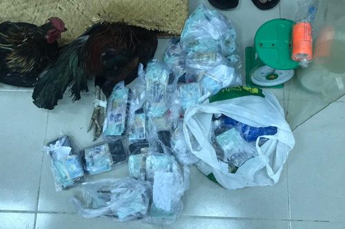 Triệt phá trường gà ở huyện Cần Giờ