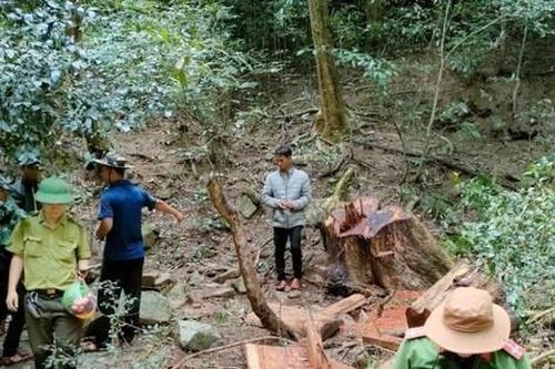 Khởi tố vụ phá rừng đặc dụng tại Gia Lai