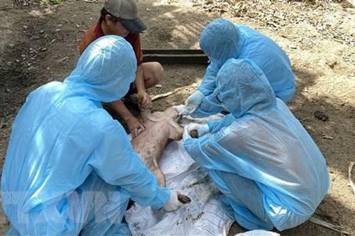 Nguyên nhân lợn chết sau khi tiêm phòng vaccine dịch tả châu Phi