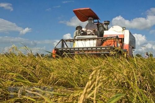 Thiếu xăng dầu đang gây khó khăn cho nông dân thu hoạch vụ lúa Hè Thu