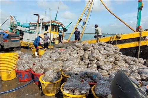 Chuyển đổi nghề giã cào: Khó cũng phải thực hiện