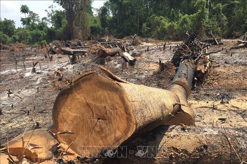Khởi tố vụ án phá rừng đặc dụng tại huyện K'bang, Gia Lai