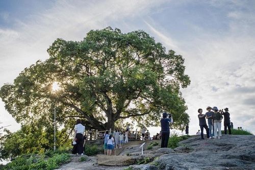 Cây sếu cổ 500 tuổi tọa giữa làng quê yên bình bỗng trở nên nổi tiếng, tấp nập đón khách ghé thăm