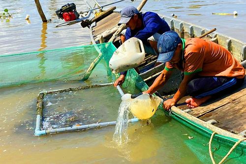 Nguồn cá linh giảm mạnh