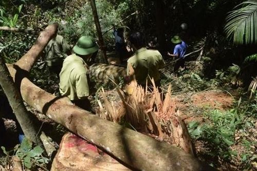 Khởi tố vụ khai thác gỗ trái phép trong rừng đặc dụng
