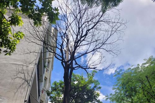 Mất an toàn vì cây xanh chết khô