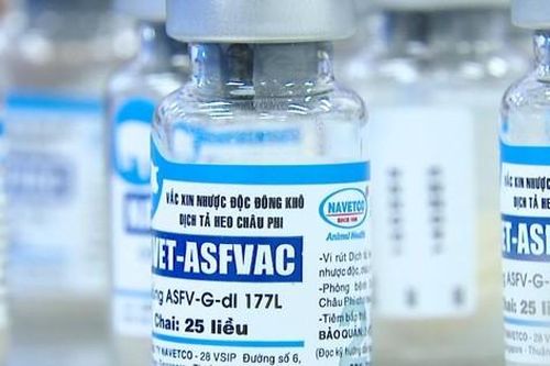 Đồng Nai: Chưa tiêm vaccine phòng dịch tả heo châu Phi
