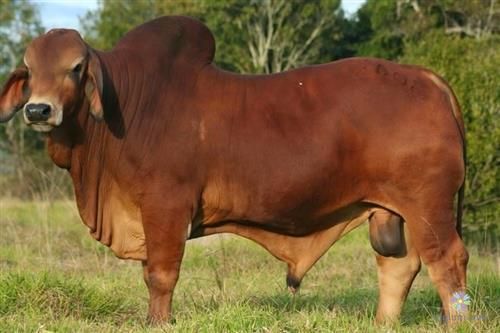 Ngăn chặn nhiều giống vật nuôi nội địa tuyệt chủng