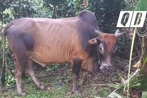 Một phụ nữ tử vong do bò húc