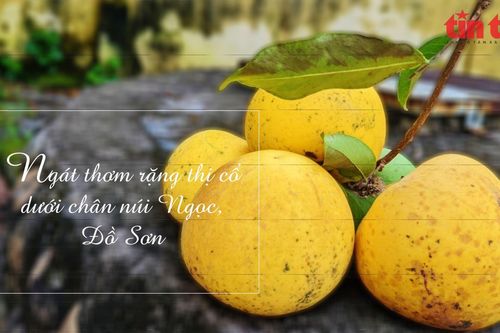 Ngát thơm rặng thị cổ dưới chân núi Ngọc tại Đồ Sơn