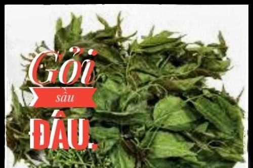 Gỏi sầu đâu
