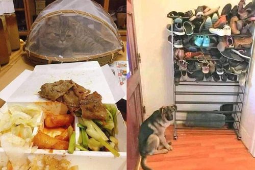 1001 cách đối phó khi 'sen' hết kiên nhẫn với sự 'phá hoại' của hội chó mèo