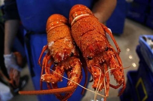 Pin ôtô điện làm từ vỏ tôm cua