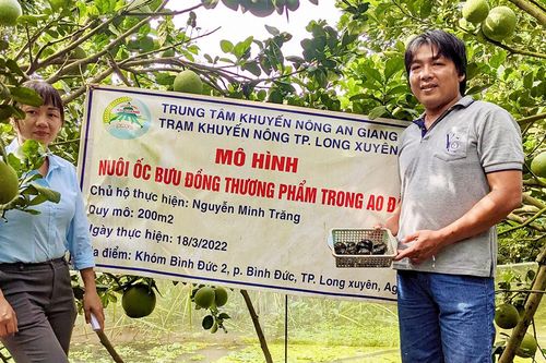Nuôi ốc bươu đen trong ao đất