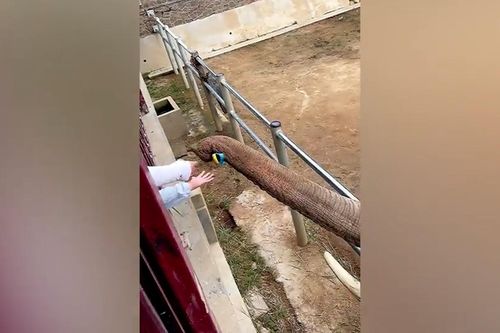 Kinh ngạc cảnh chú voi nhặt chiếc giày trả lại cô bé