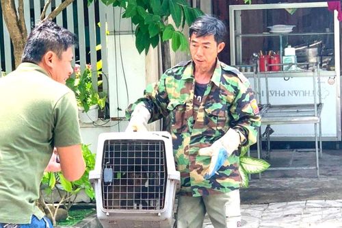 Đà Nẵng: Khỉ từ núi xuống phá nhà dân, tấn công trẻ em