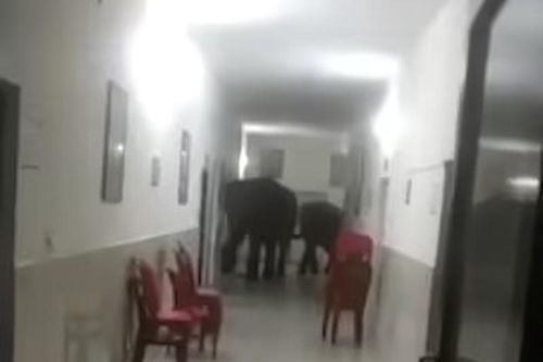 'Chuyến thăm' bất thường tới bệnh viện của các chú voi