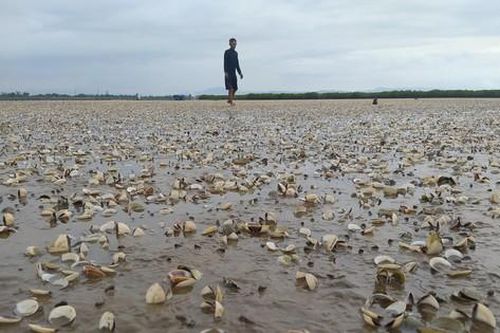 Xác định nguyên nhân khiến ngao nuôi chết trắng bãi