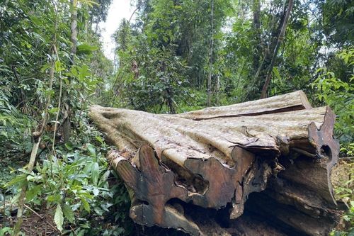 Kon Tum: Mở rộng điều tra vụ khai thác gỗ trái phép ở huyện vùng biên