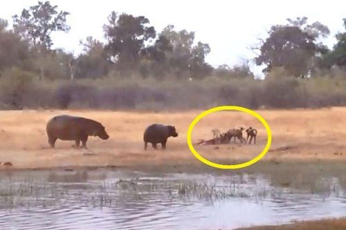 Clip: Tốn công truy đuổi con mồi, hà mã vẫn ngậm ngùi nhịn đói