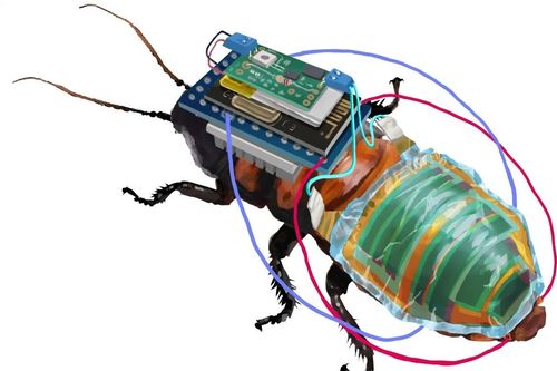 Nhật Bản chế tạo gián cyborg điều khiển từ xa, linh hoạt cho những sứ mệnh đặc biệt