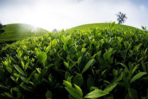 Phân bón Văn Điển: Để cây chè Phú Thọ 'xanh' hơn
