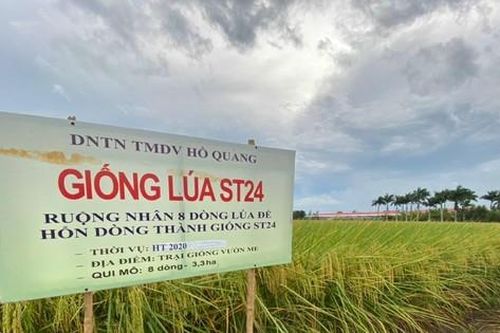 Gạo thơm ST24 đạt chứng nhận 5 sao