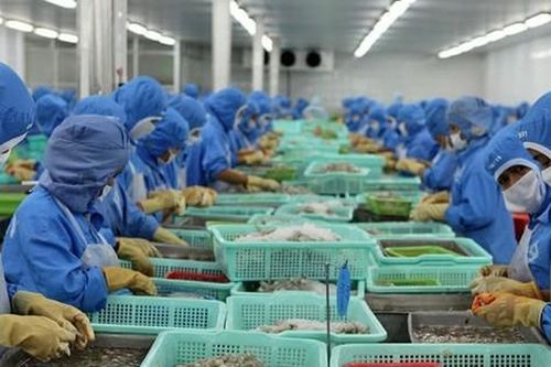Tôm của Việt Nam bị rà soát thuế tại Mỹ