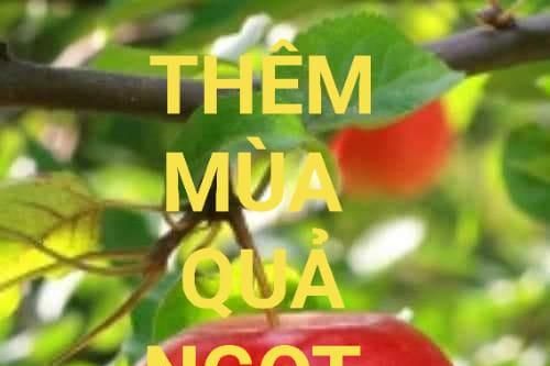Thêm mùa trái ngọt
