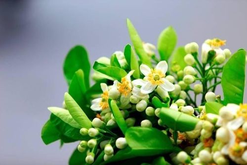 Hương hoa bưởi