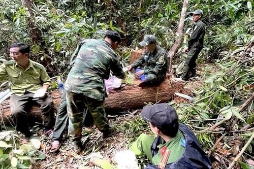 Chuyển công an điều tra vụ khai thác trái phép hơn 147m3 gỗ