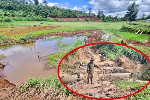Mưa lớn nhiều ngày ở Gia Lai, ruộng đồng, hoa màu tan nát