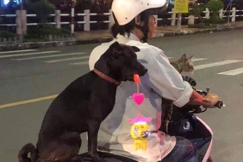 Muôn kiểu mừng trung thu hài hước được dân tình thi nhau khoe trên mạng