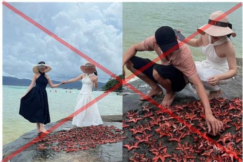 Bức xúc 2 cô gái bắt dàn sao biển phơi nắng chụp ảnh