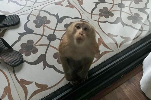 'Tề thiên' đại náo khu dân cư, tấn công trẻ em để xin ăn