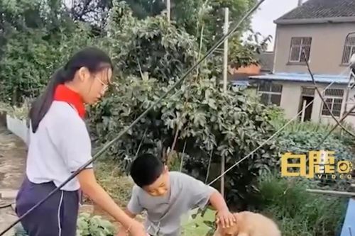 Bố mẹ mua cừu để giết thịt, con trai xin giữ làm thú cưng